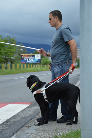 Nevidiaci s vodiacim psom signalizuje úmysel prejsť cez cestu